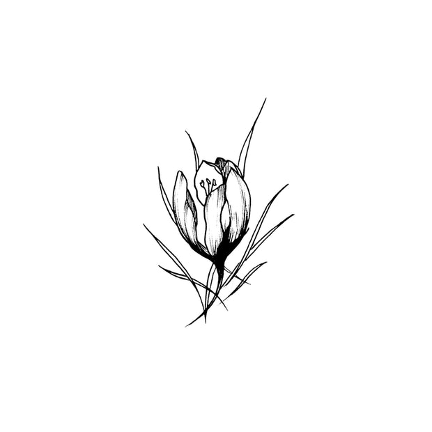 Single Crocus Flower