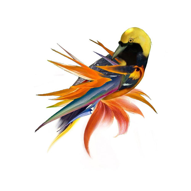 Bird of Paradise