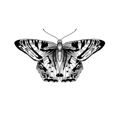 Symmetrical Butterfly