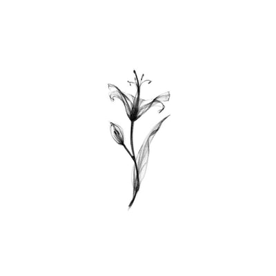 Mini X-Ray Lily