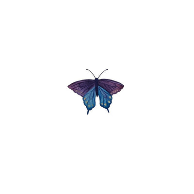 Pipevine Swallowtail butterfly